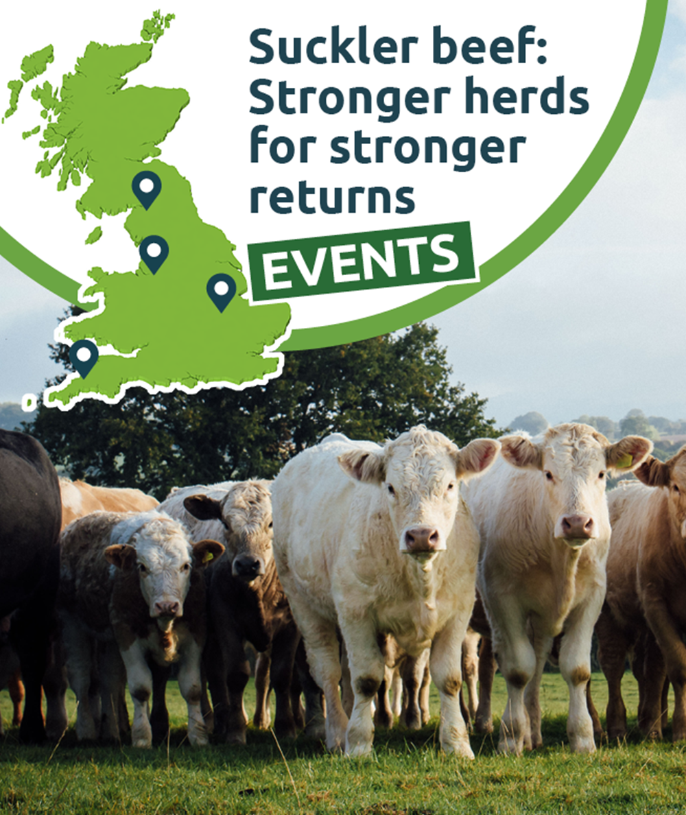Event promo graphic stating: Suckler beef – stronger herds for stronger returns.